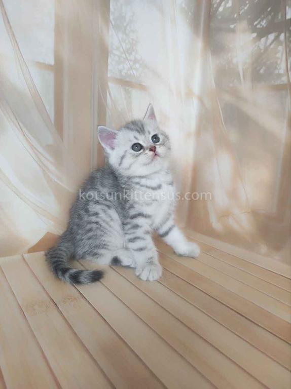 Pepper Snow Leopard Silver Brtitish Shorthair Boy photo 2