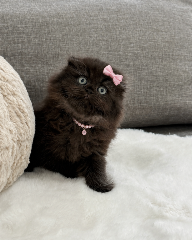 Coco Chanel Scottish Fold Female photo 1