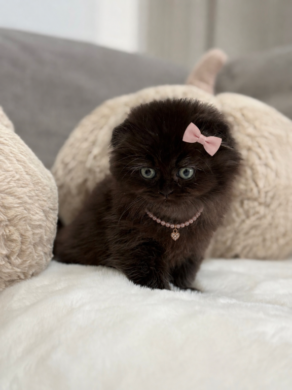Coco Chanel Scottish Fold Female photo 5