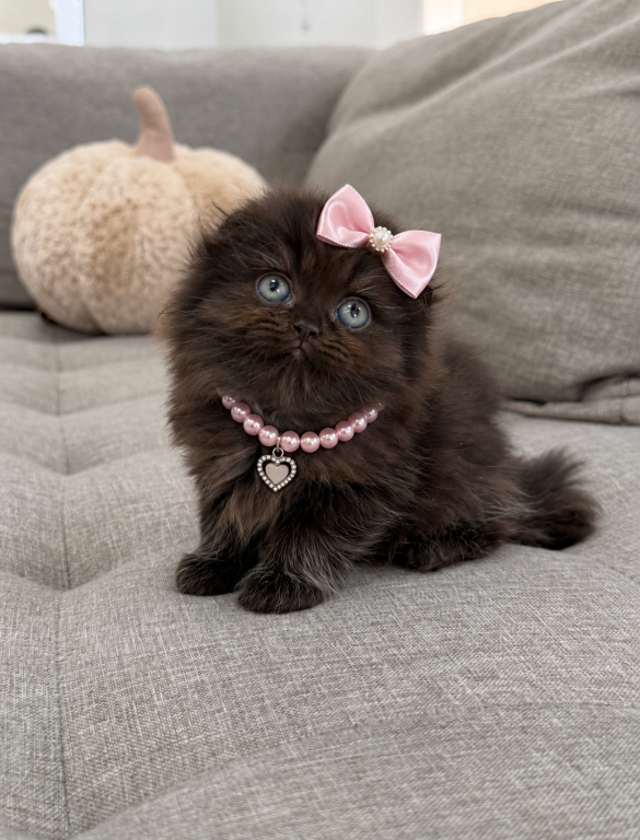 Coco Chanel Scottish Fold Female photo 2