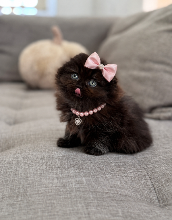 Coco Chanel Scottish Fold Female photo 3