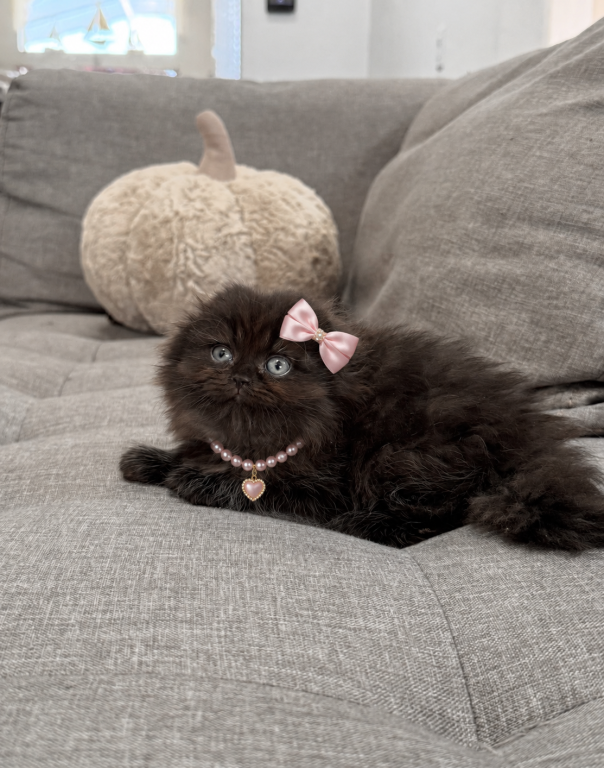 Coco Chanel Scottish Fold Female photo 4