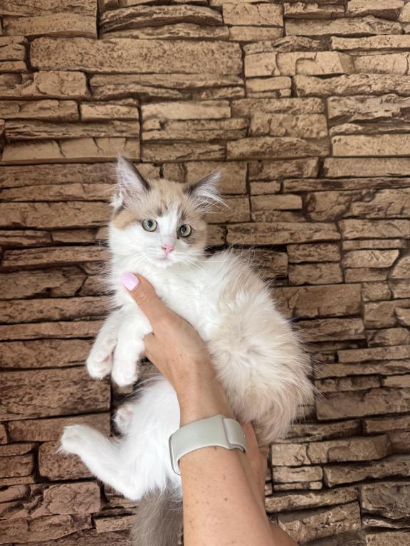 Female Ragdoll Kitten photo 6