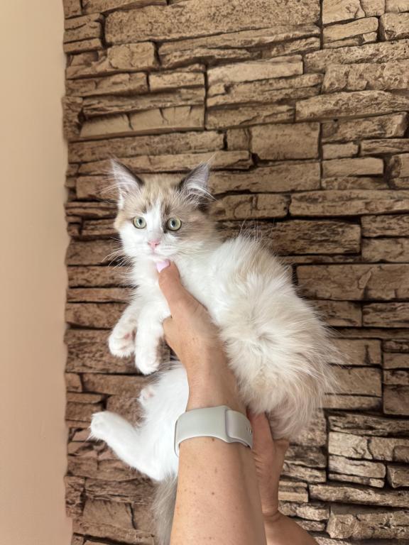 Female Ragdoll Kitten photo 4