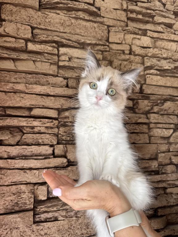 Female Ragdoll Kitten photo 1