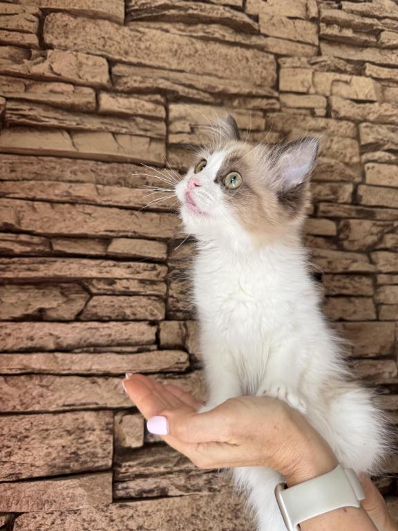 Female Ragdoll Kitten photo 7