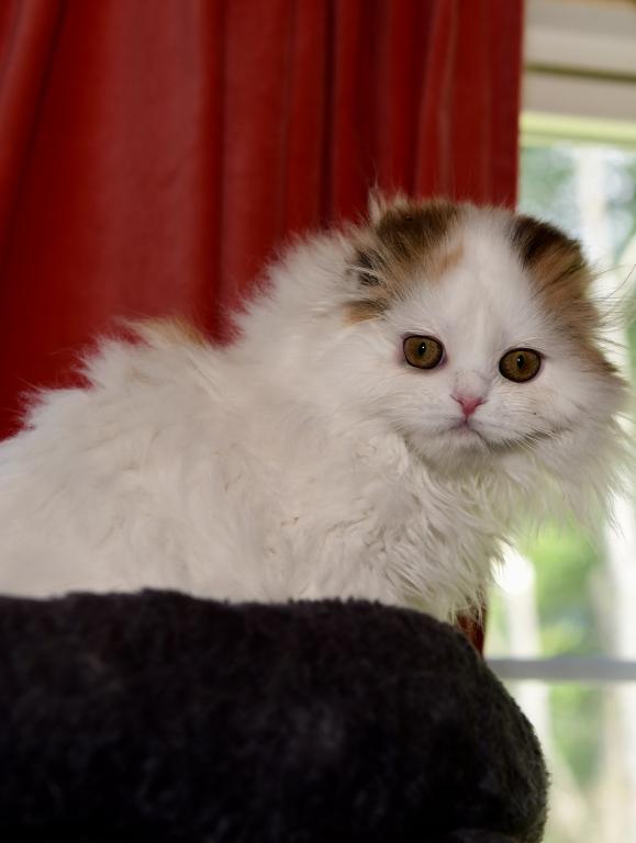 Jasmine photo 3