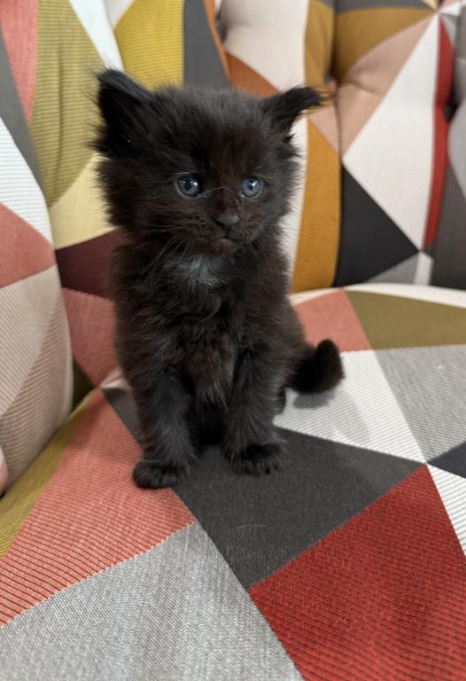 Black Female Maine Coon Kitten photo 5