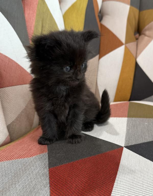 Black Female Maine Coon Kitten photo 4
