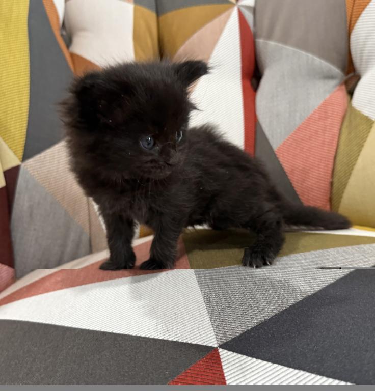 Black Female Maine Coon Kitten photo 1
