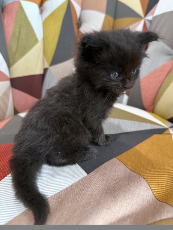 Black Female Maine Coon Kitten photo 2