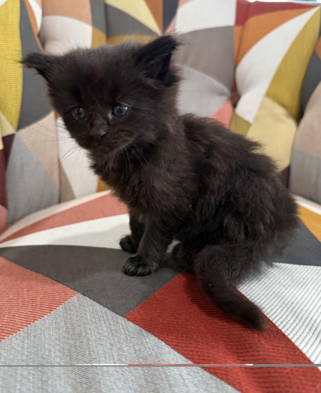 Black Female Maine Coon Kitten photo 3