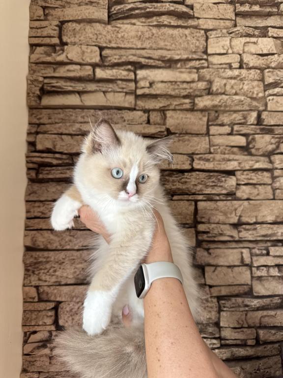 Female Kitty Ragdoll photo 6