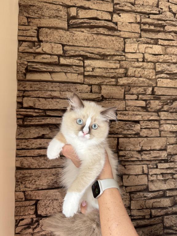 Female Kitty Ragdoll photo 1