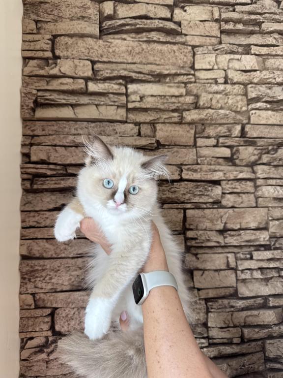 Female Kitty Ragdoll photo 7