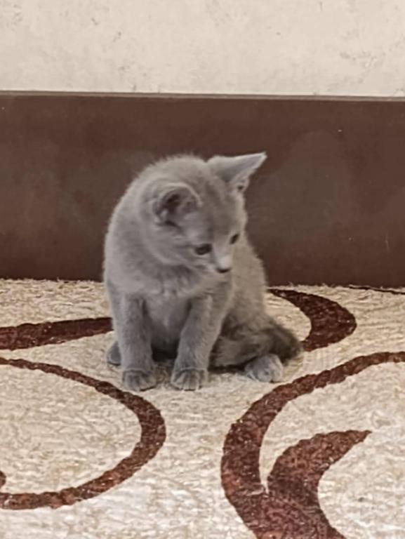 Russian Blue Devin photo 4