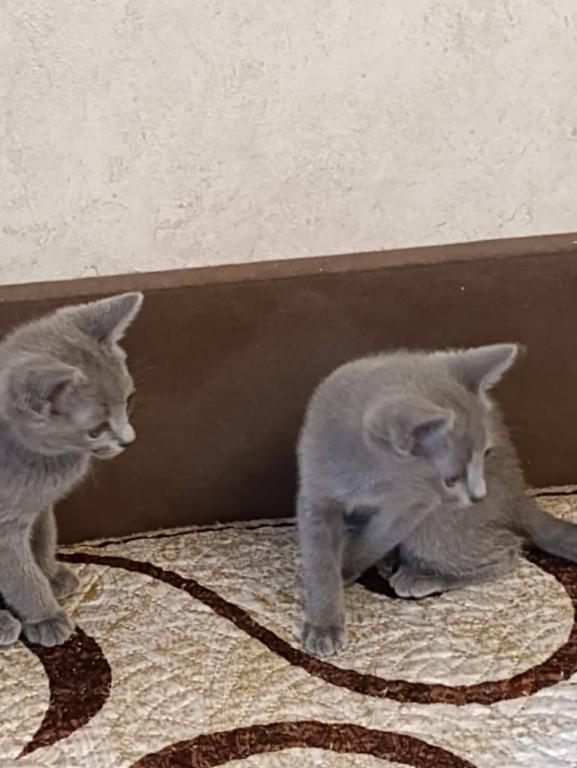 Russian Blue Devin photo 3