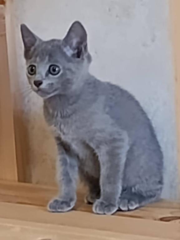 Russian Blue Devin photo 1