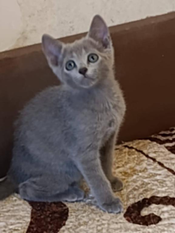 Russian Blue Devin photo 2