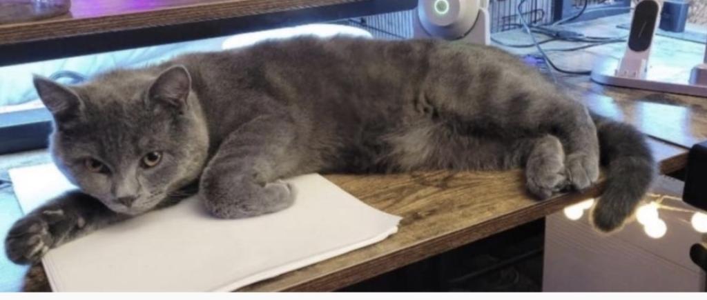 Manx Munckin Brittish Hair Scottish Fold photo 1