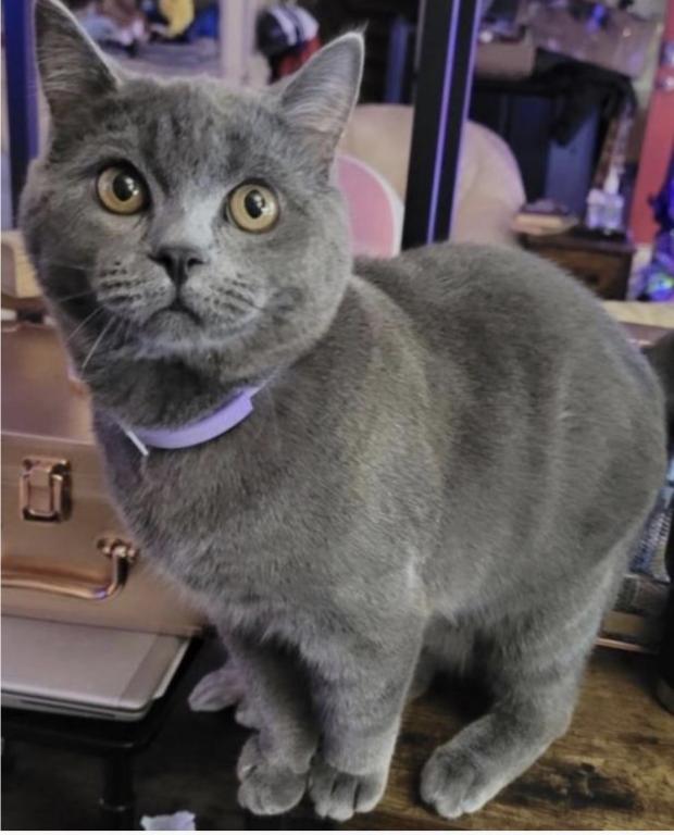 Manx Munckin Brittish Hair Scottish Fold photo 2