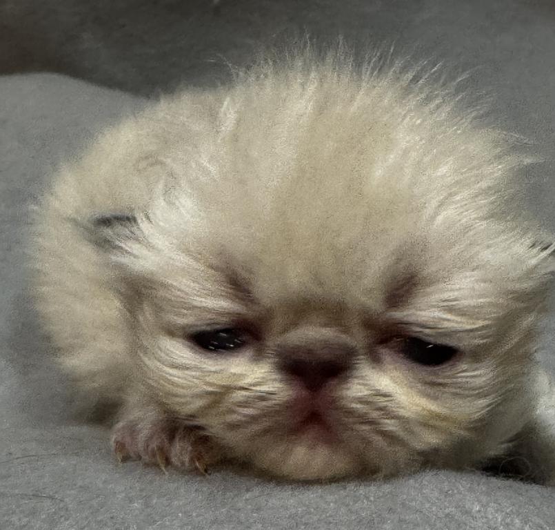 PO25 Lilac Point Persian Available photo 3