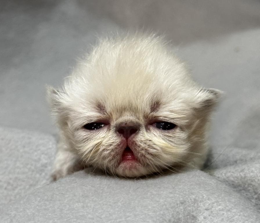 PO25 Lilac Point Persian Available photo 1