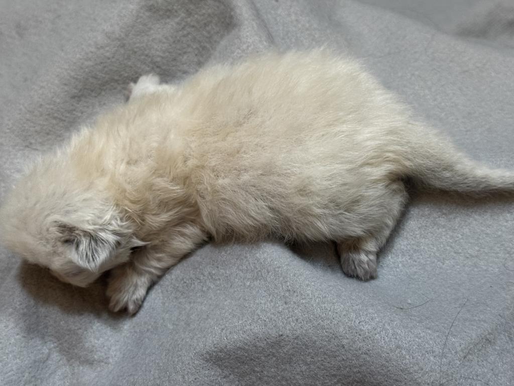 PO25 Lilac Point Persian Available photo 2