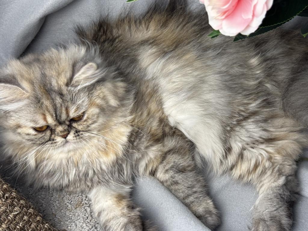 SP06 Pearl  Blue Golden Tortie Silver Smoke photo 2