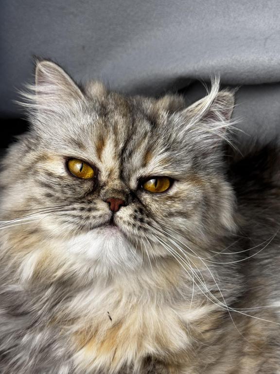 SP06 Pearl  Blue Golden Tortie Silver Smoke photo 4