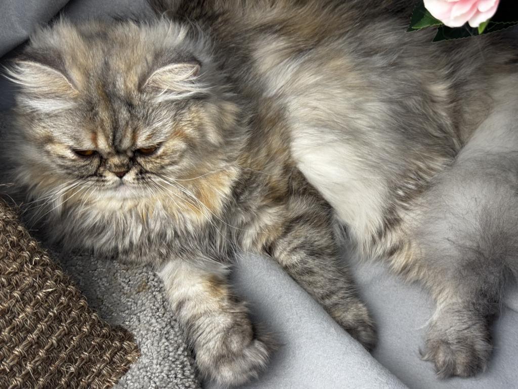 SP06 Pearl  Blue Golden Tortie Silver Smoke photo 6