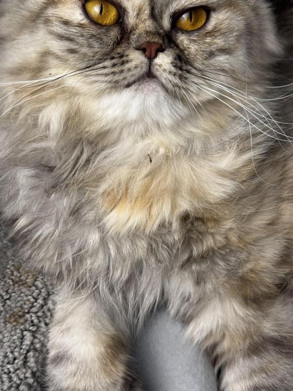 SP06 Pearl  Blue Golden Tortie Silver Smoke photo 5
