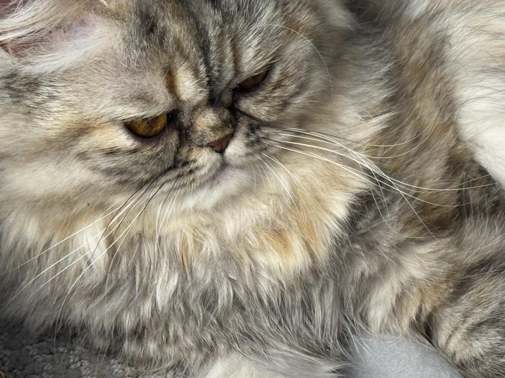 SP06 Pearl  Blue Golden Tortie Silver Smoke photo 7
