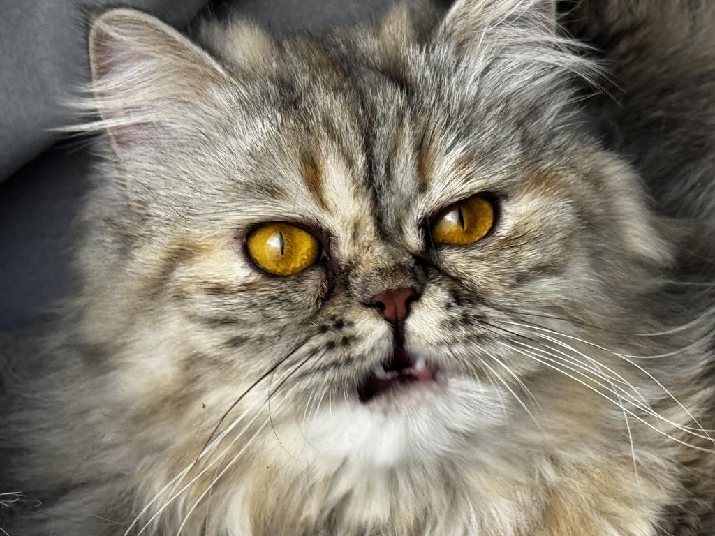 SP06 Pearl  Blue Golden Tortie Silver Smoke photo 8