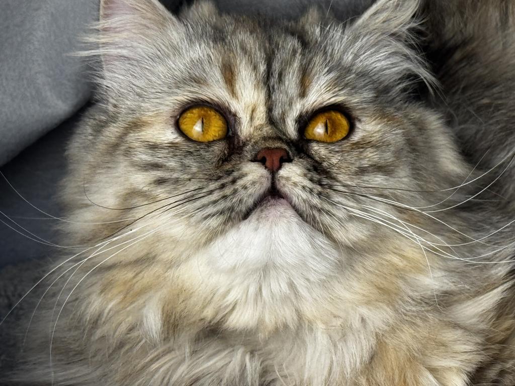 SP06 Pearl  Blue Golden Tortie Silver Smoke photo 1