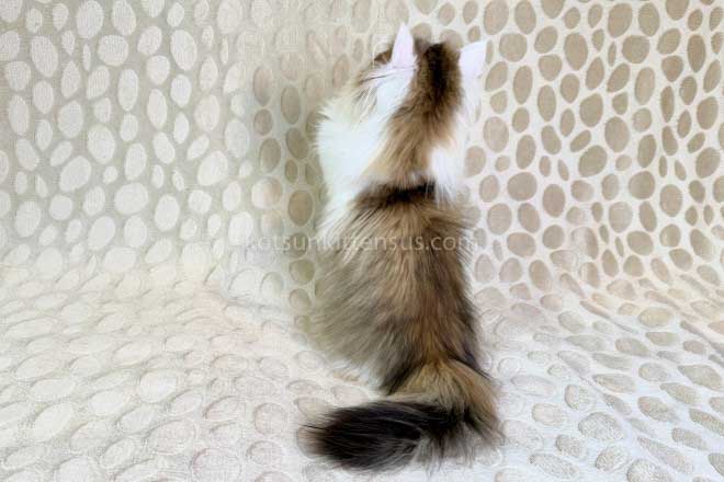 Yomar Golden Bicolor Minuet Munchkin Short Legs photo 3