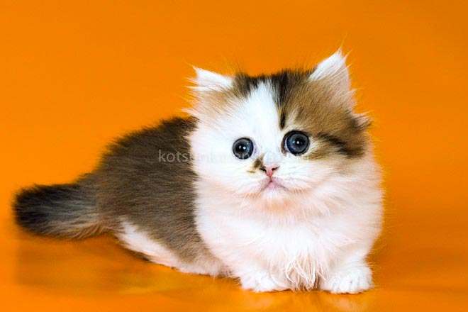 Yomar Golden Bicolor Minuet Munchkin Short Legs photo 23