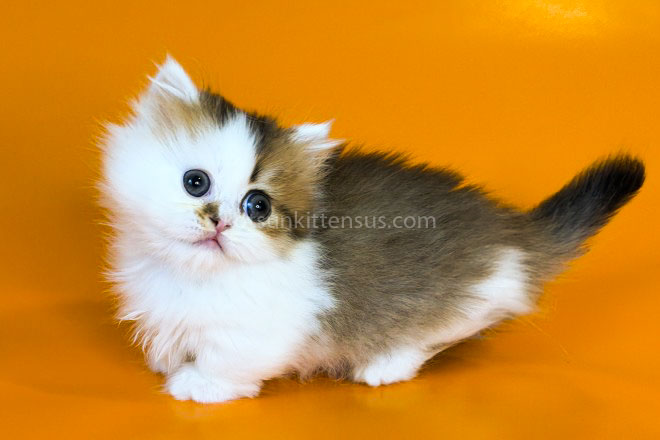 Yomar Golden Bicolor Minuet Munchkin Short Legs photo 19