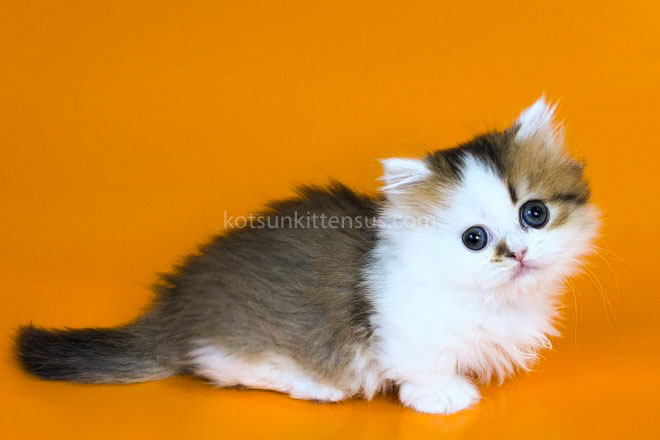 Yomar Golden Bicolor Minuet Munchkin Short Legs photo 18