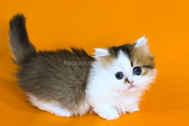 Yomar Golden Bicolor Minuet Munchkin Short Legs photo 21