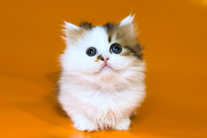 Yomar Golden Bicolor Minuet Munchkin Short Legs photo 13