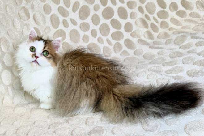Yomar Golden Bicolor Minuet Munchkin Short Legs photo 2