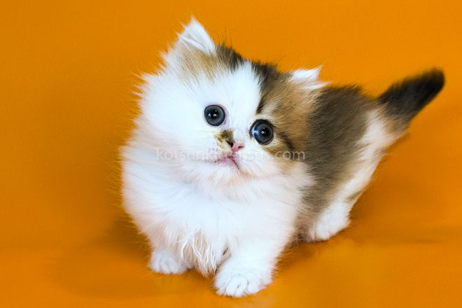 Yomar Golden Bicolor Minuet Munchkin Short Legs photo 14