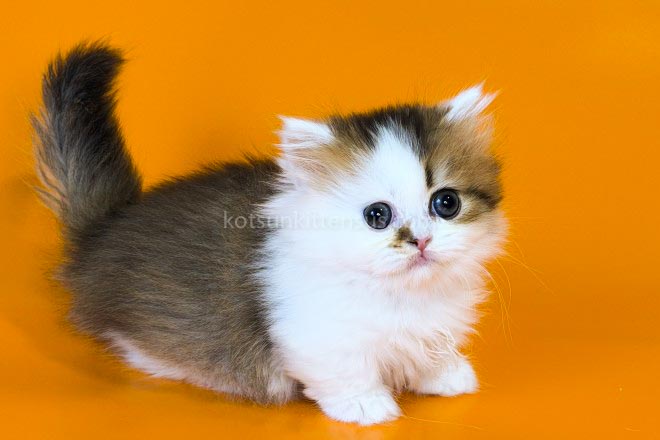 Yomar Golden Bicolor Minuet Munchkin Short Legs photo 16