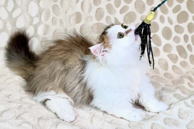 Yomar Golden Bicolor Minuet Munchkin Short Legs photo 4