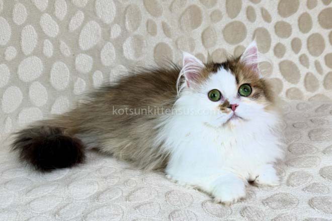 Yomar Golden Bicolor Minuet Munchkin Short Legs photo 6
