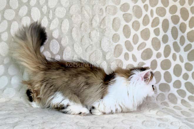 Yomar Golden Bicolor Minuet Munchkin Short Legs photo 10