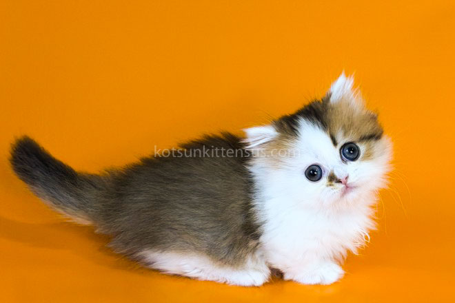 Yomar Golden Bicolor Minuet Munchkin Short Legs photo 22