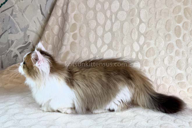 Yomar Golden Bicolor Minuet Munchkin Short Legs photo 9