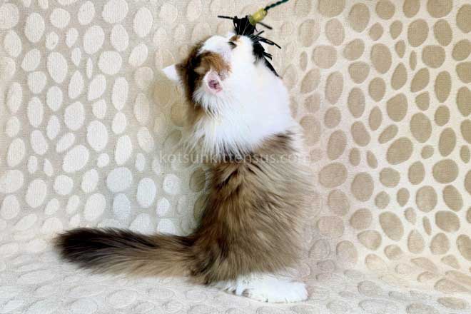 Yomar Golden Bicolor Minuet Munchkin Short Legs photo 7